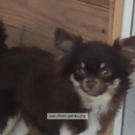 Photo 1/2 Unjoy Chien lost in Nimes