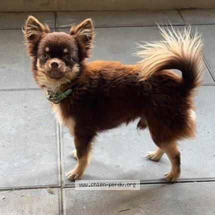 Photo 2/2 Unjoy Chien lost in Nimes