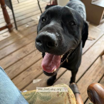 Photo 1/1 Tucker Chien lost in Milton