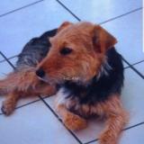 Picture of dog lost at Nohanent