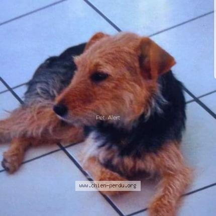 Photo 1/1 helsie Chien lost in Nohanent