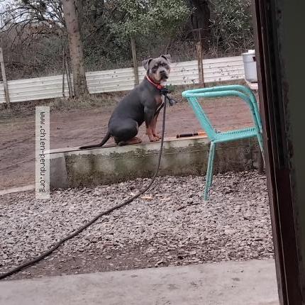 Photo 1/1 kyra Chien lost in Lattes