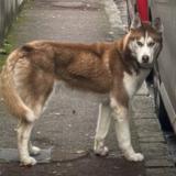 Picture of dog found at Montgeron