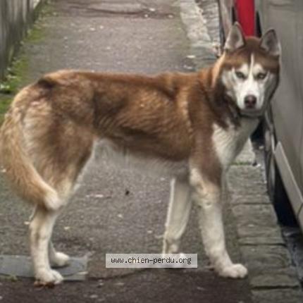 Photo 1/1 Found dog Found in Montgeron