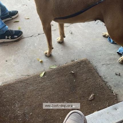 Photo 1/1 Reunited dog Found in San angelo