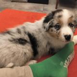 Picture of dog lost at Decines Charpieu