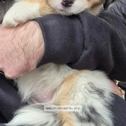 Photo 2/2 Azalée Chien lost in Decines charpieu