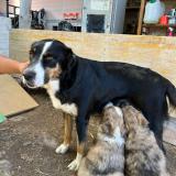 Picture of dog lost at Saint Etienne De Serre