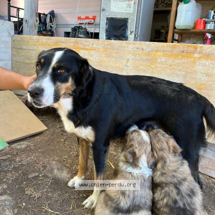 Photo 1/3 Gribenski sylvain Chien lost in Saint etienne de serre