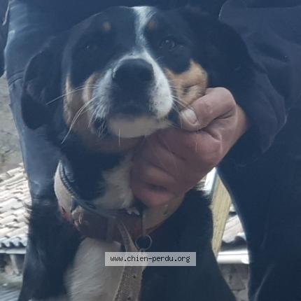 Photo 2/3 Gribenski sylvain Chien lost in Saint etienne de serre