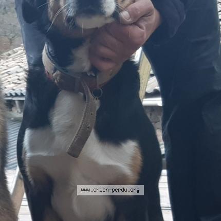 Photo 3/3 Gribenski sylvain Chien lost in Saint etienne de serre