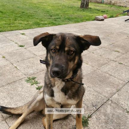 Photo 1/1 Naya Chien lost in Rogny les sept ecluses