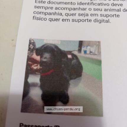 Photo 1/1 Charlie Chien lost in Brest