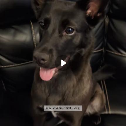 Photo 1/1 Rauly Chien lost in Montreal