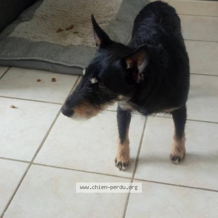 Photo 1/1 Dora Chien lost in Neuville ferrieres