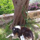 Picture of dog lost at Toulouse