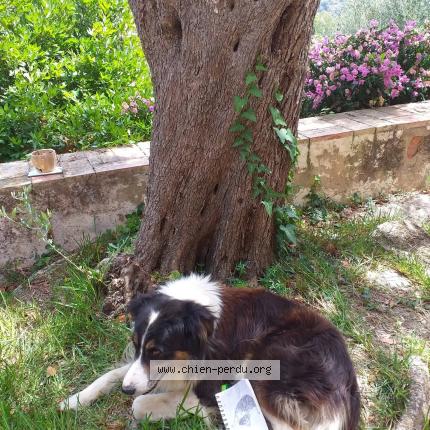 Photo 1/1 Diram Chien lost in Toulouse