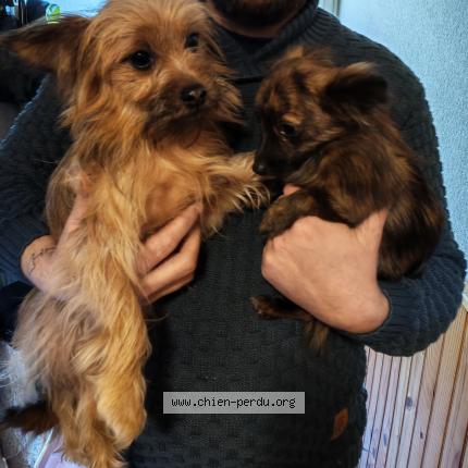 Photo 1/1 Myla Petit lou Chien lost in Bouillac