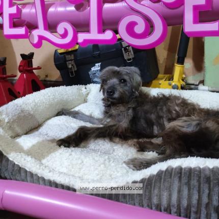 Photo 1/1 Totto Galicia Chien lost in San salvador centro