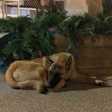 Picture of dog found at Jonquieres Saint Vincent