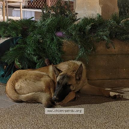 Photo 1/1 Found dog Found in Jonquieres saint vincent