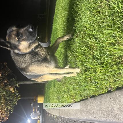 Photo 1/1 Found dog Found in Santa nella