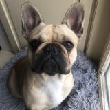 Picture of dog lost at Jugon Les Lacs