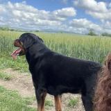 Picture of dog lost at Davayat