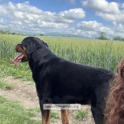 Photo 1/1 Pantoufle Chien lost in Davayat