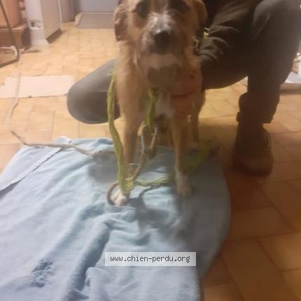 Photo 1/1 Nala Chien lost in Chamboulive