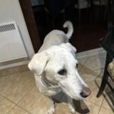 Christopher Hobeychi