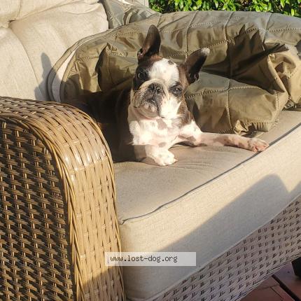 Photo 1/1 Romeo Dog lost in Portland
