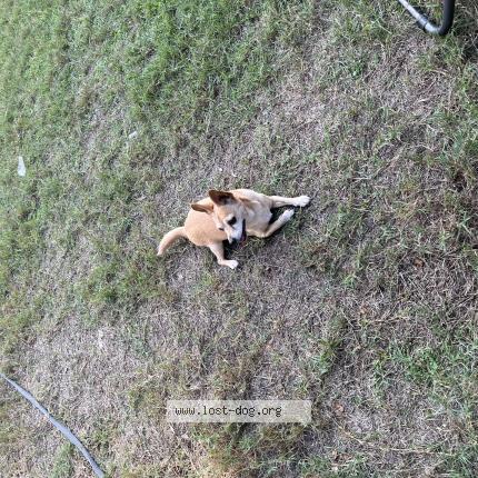 Photo 1/1 Found dog Found in San antonio