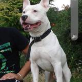 Picture of dog lost at Val De Sibourg