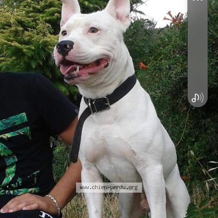 Photo 1/1 Milk Chien lost in Val de sibourg