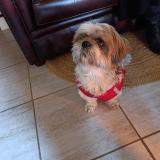 Picture of dog found at Liziere