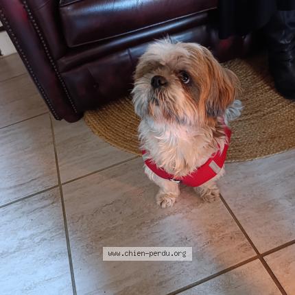 Photo 1/1 Found dog Found in Liziere