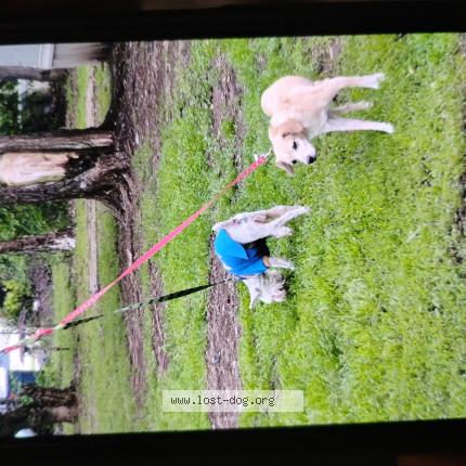 Photo 1/1 Chillee Chien lost in Oklahoma city