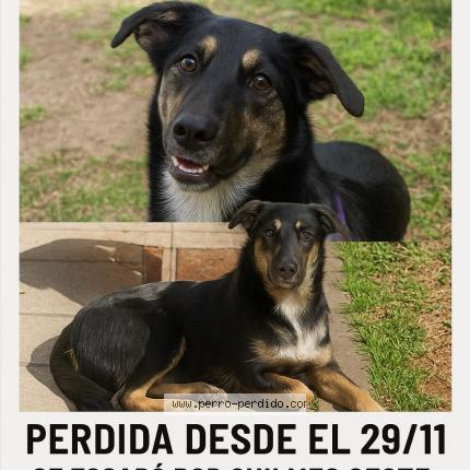 Photo 1/1 NATALIA PANZICA Chien lost in Quilmes