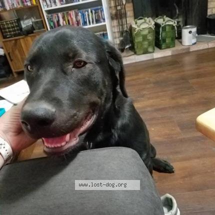 Photo 1/1 Bear Dog lost in Davis