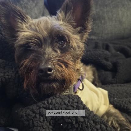 Photo 1/1 Presley Dog lost in San antonio