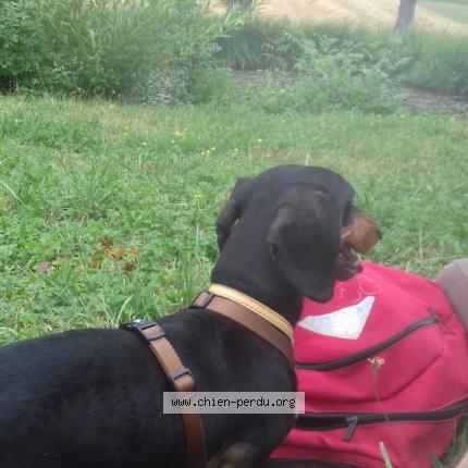 Photo 1/1 Fifou Chien lost in Fumel