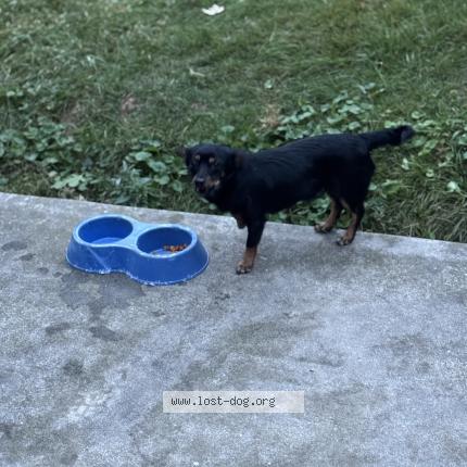 Photo 1/1 Reunited dog Lost in Parkville