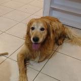 Picture of dog found at Caplong