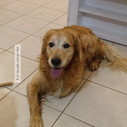 Photo 1/1 Found dog Found in Caplong