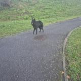 Picture of dog found at Aucamville