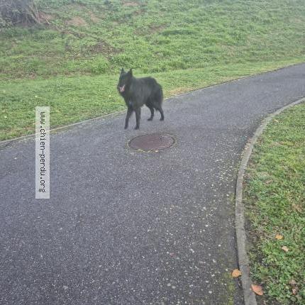 Photo 1/1 Found dog Found in Aucamville