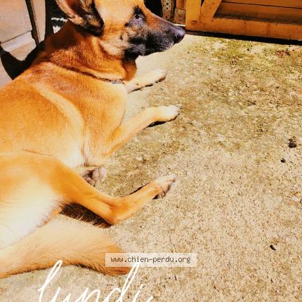 Photo 1/1 Skyppy Chien lost in Ruffec