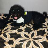 Picture of dog lost at Orlando