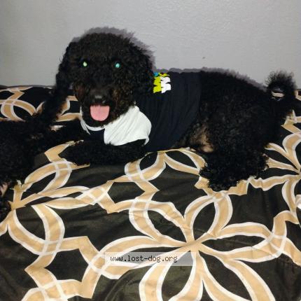 Photo 1/1 Dog Chien lost in Orlando